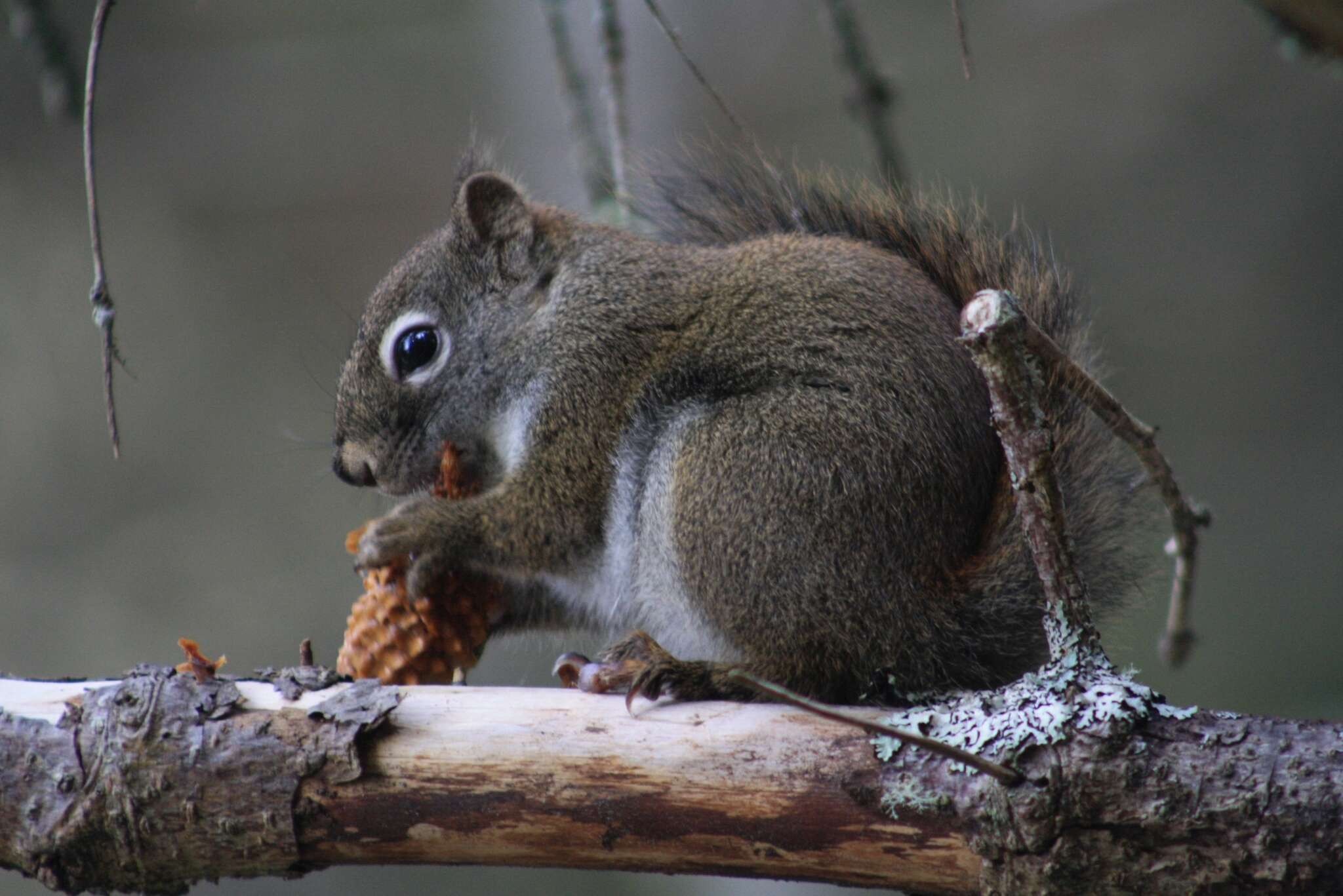 Image of pine squirrel