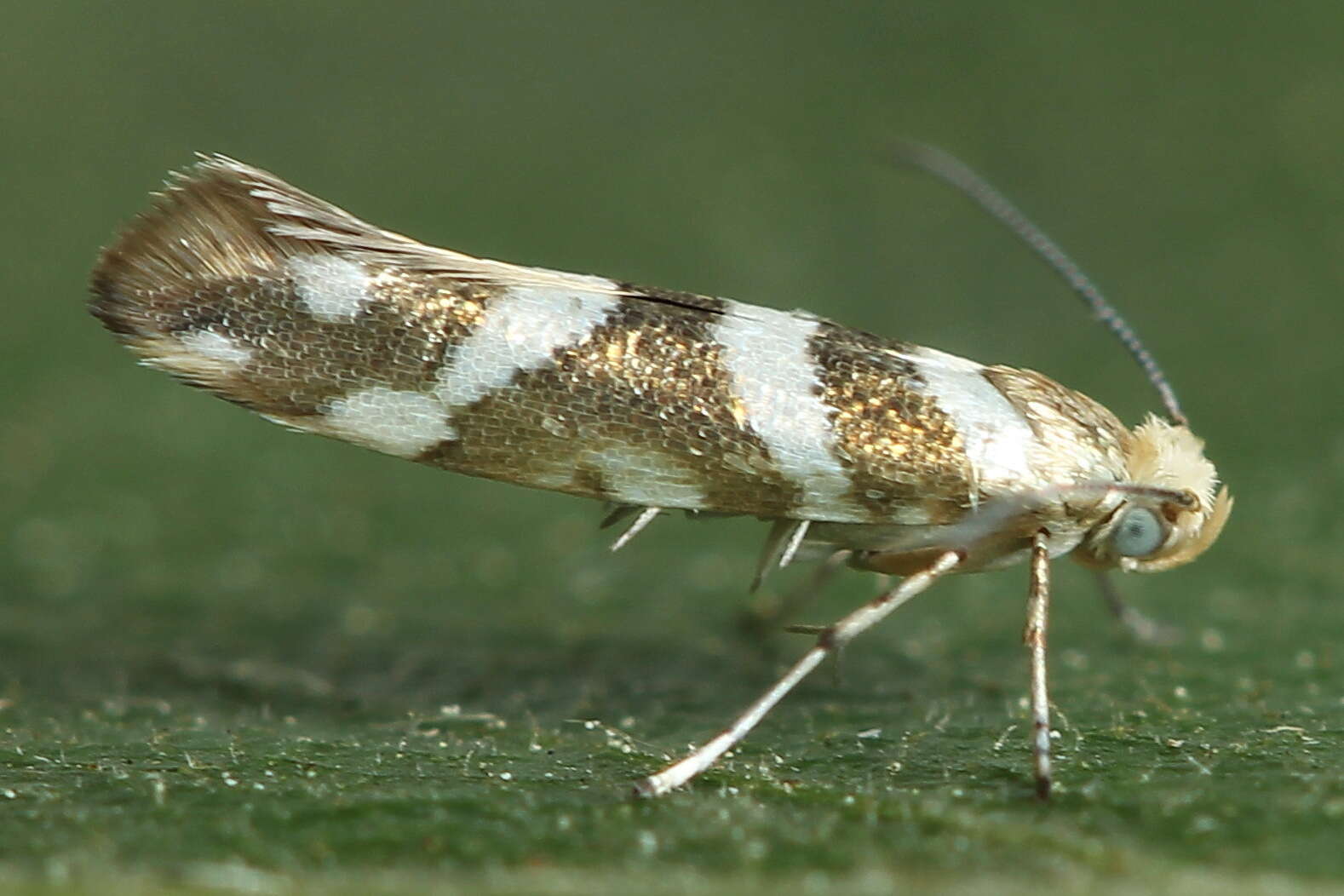 Imagem de Argyresthia goedartella Linnaeus 1758