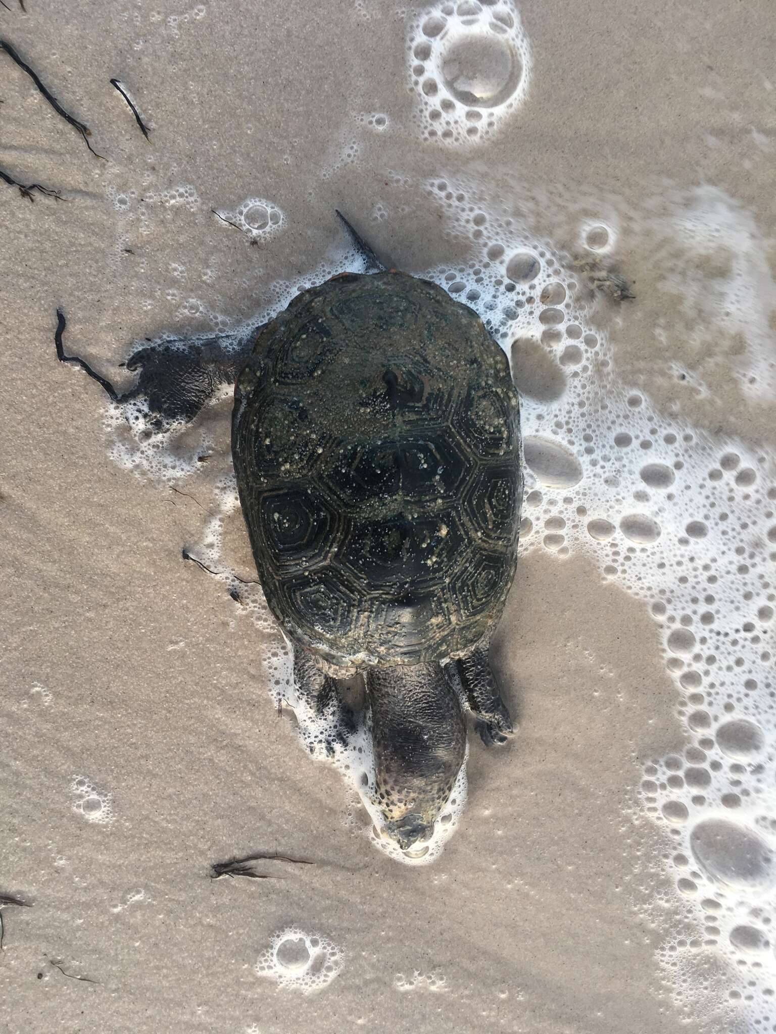 Image of Malaclemys terrapin pileata (Wied 1865)