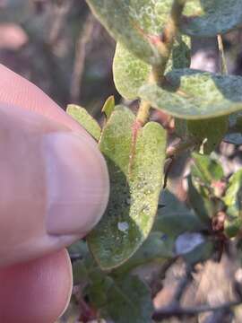 Image of Pajaro manzanita