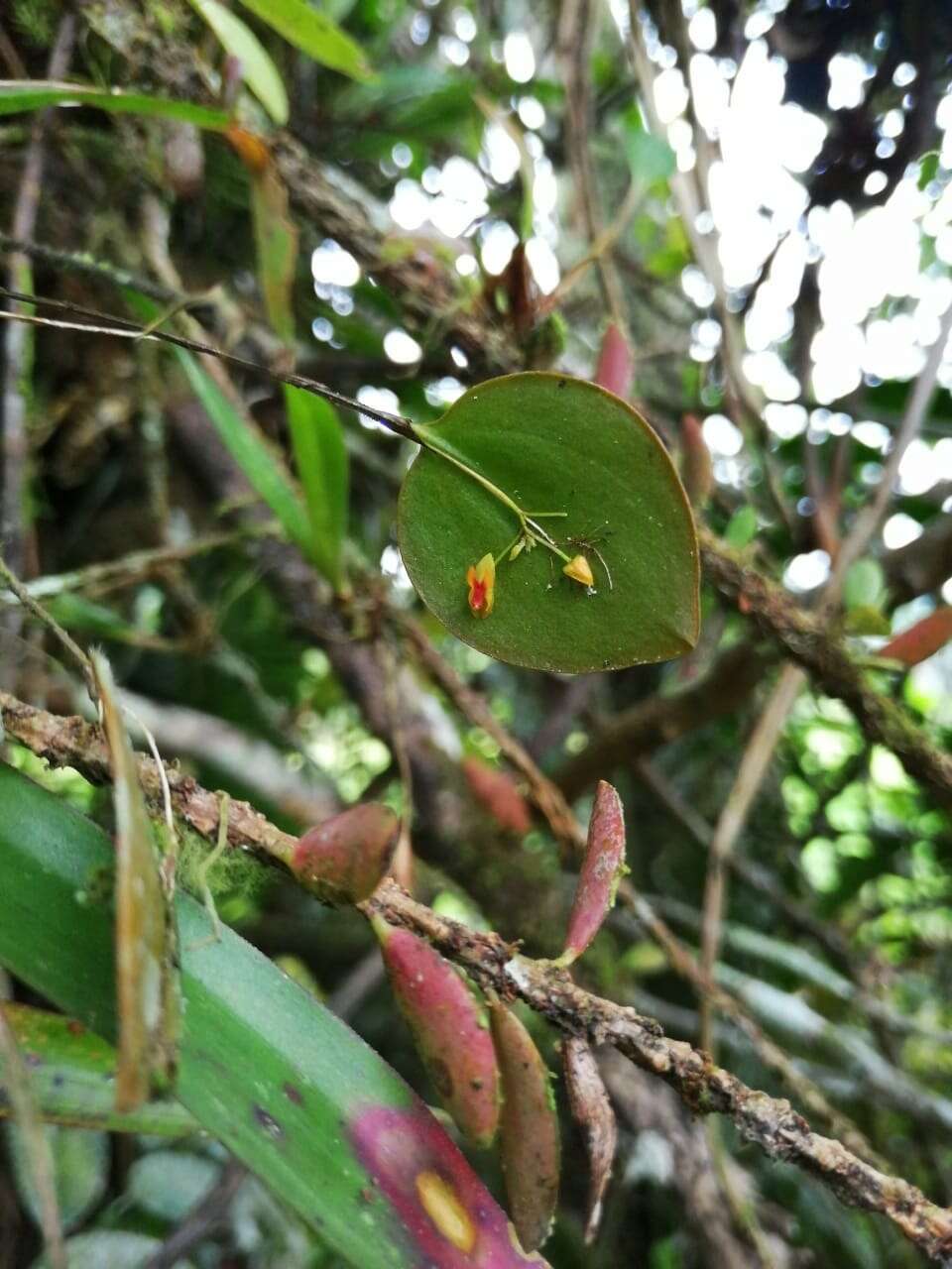 Image of Lepanthes pecunialis Luer & Hirtz