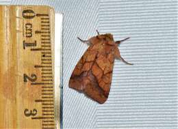 Image of Purple-Lined Sallow