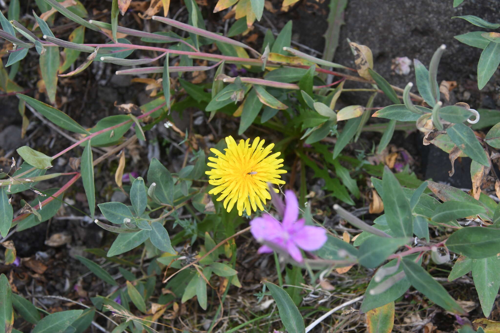 Image of Taraxacum acricorne Dahlst.