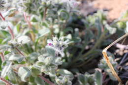 Image of Craniospermum subvillosum Lehm.