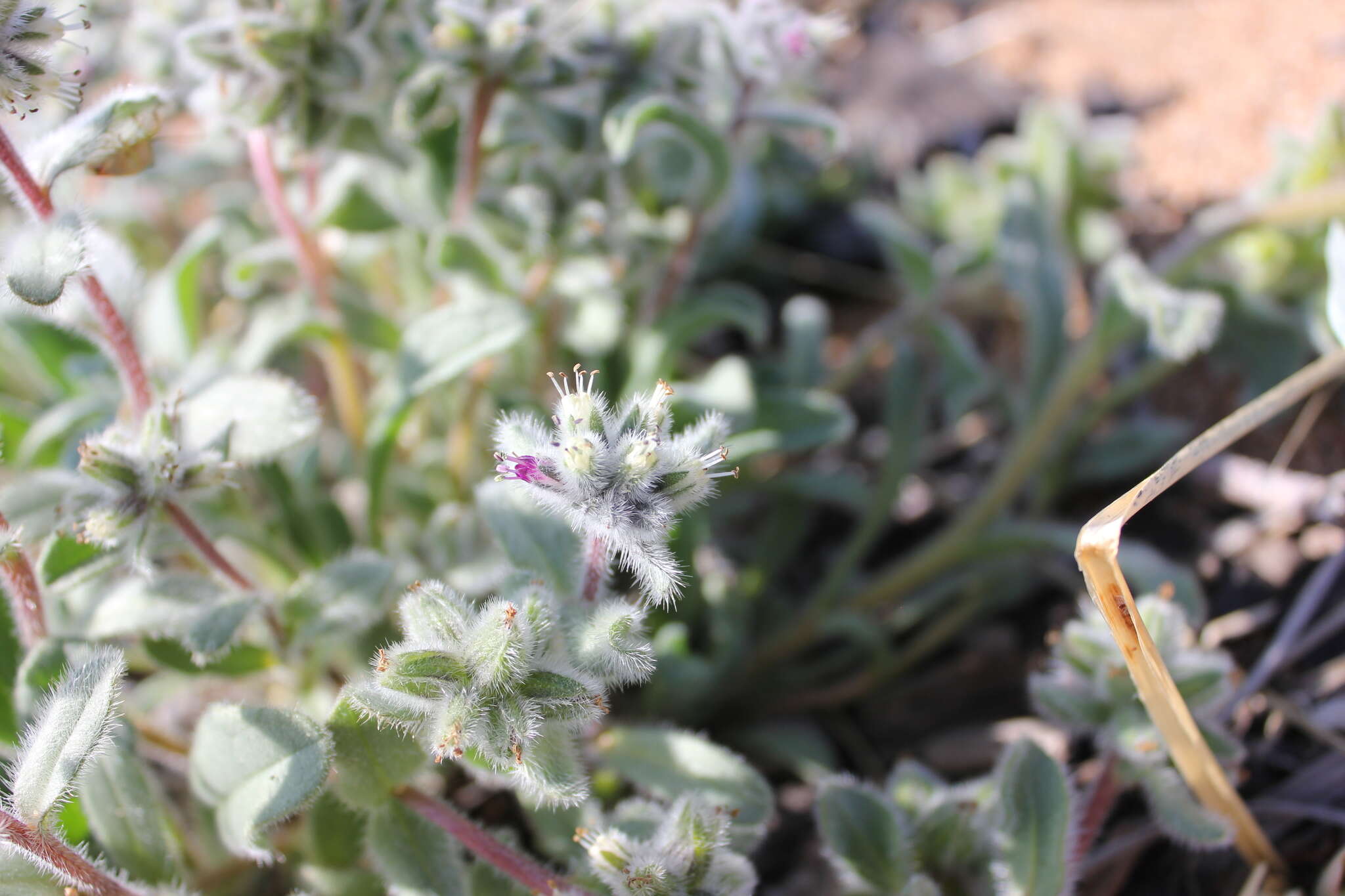 Слика од Craniospermum subvillosum Lehm.