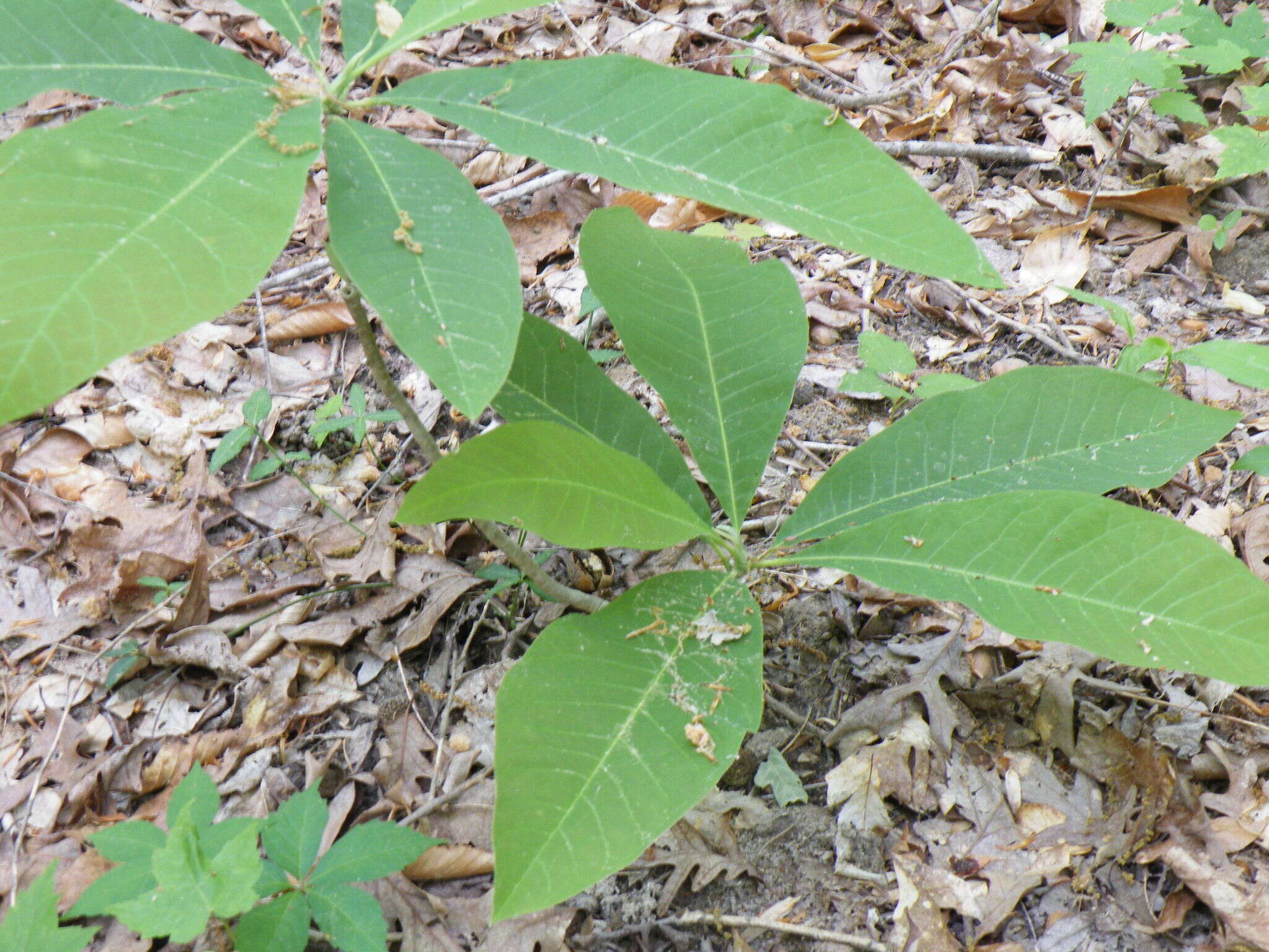 Sivun Magnolia tripetala (L.) L. kuva