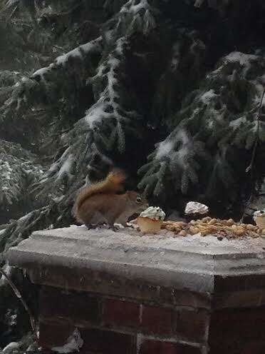 Image of pine squirrel