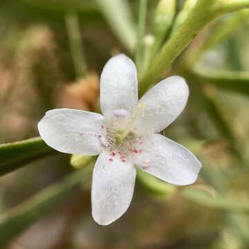 Image of Myoporum platycarpum R. Br.