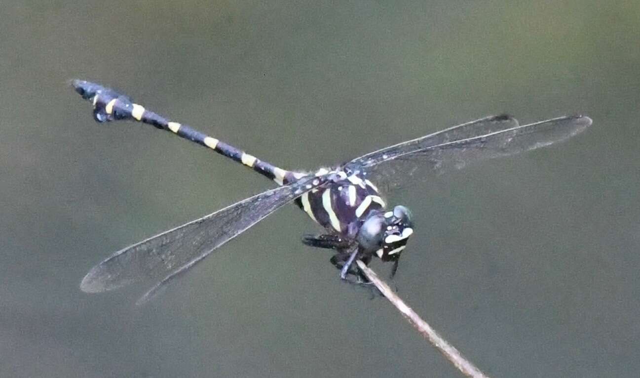 Imagem de Ictinogomphus decoratus (Selys 1854)