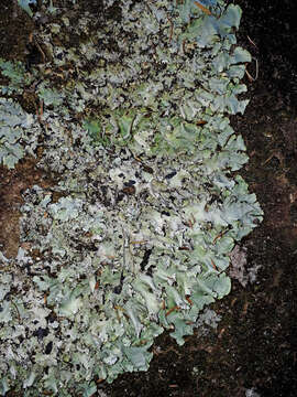 Image of Parmotrema austrocetratum Elix & J. Johnst.