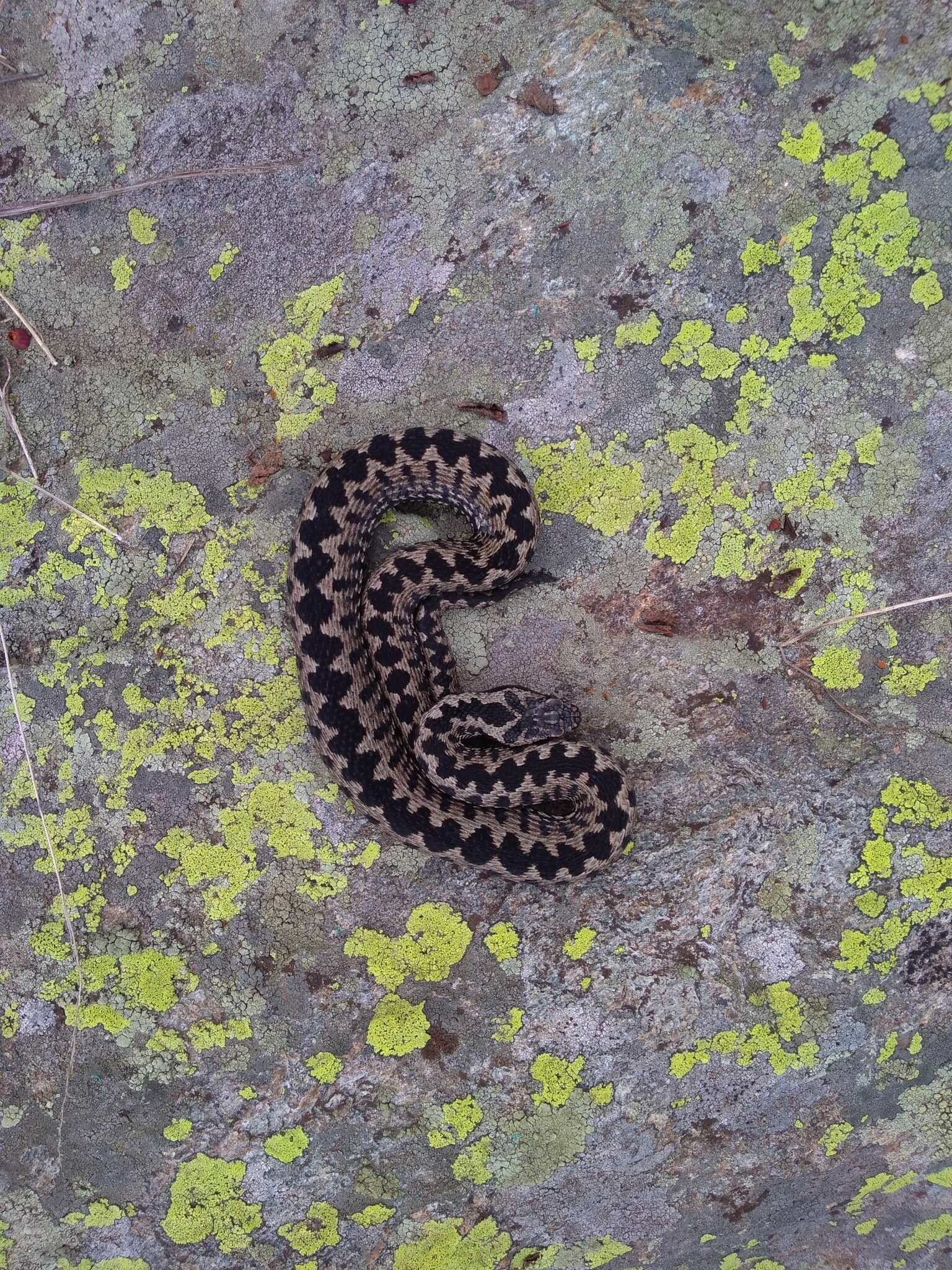 Image of Vipera walser Ghielmi, Menegon, Marsden, Laddaga & Ursenbacher 2016