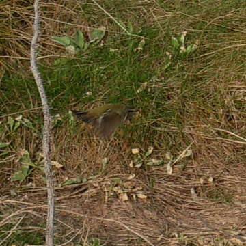 Image of Yellow-browed Warbler