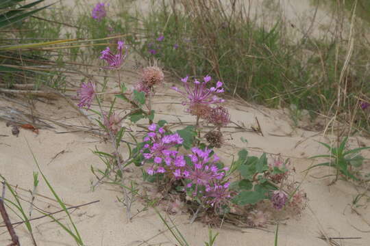 Image of large-fruited sand verbena