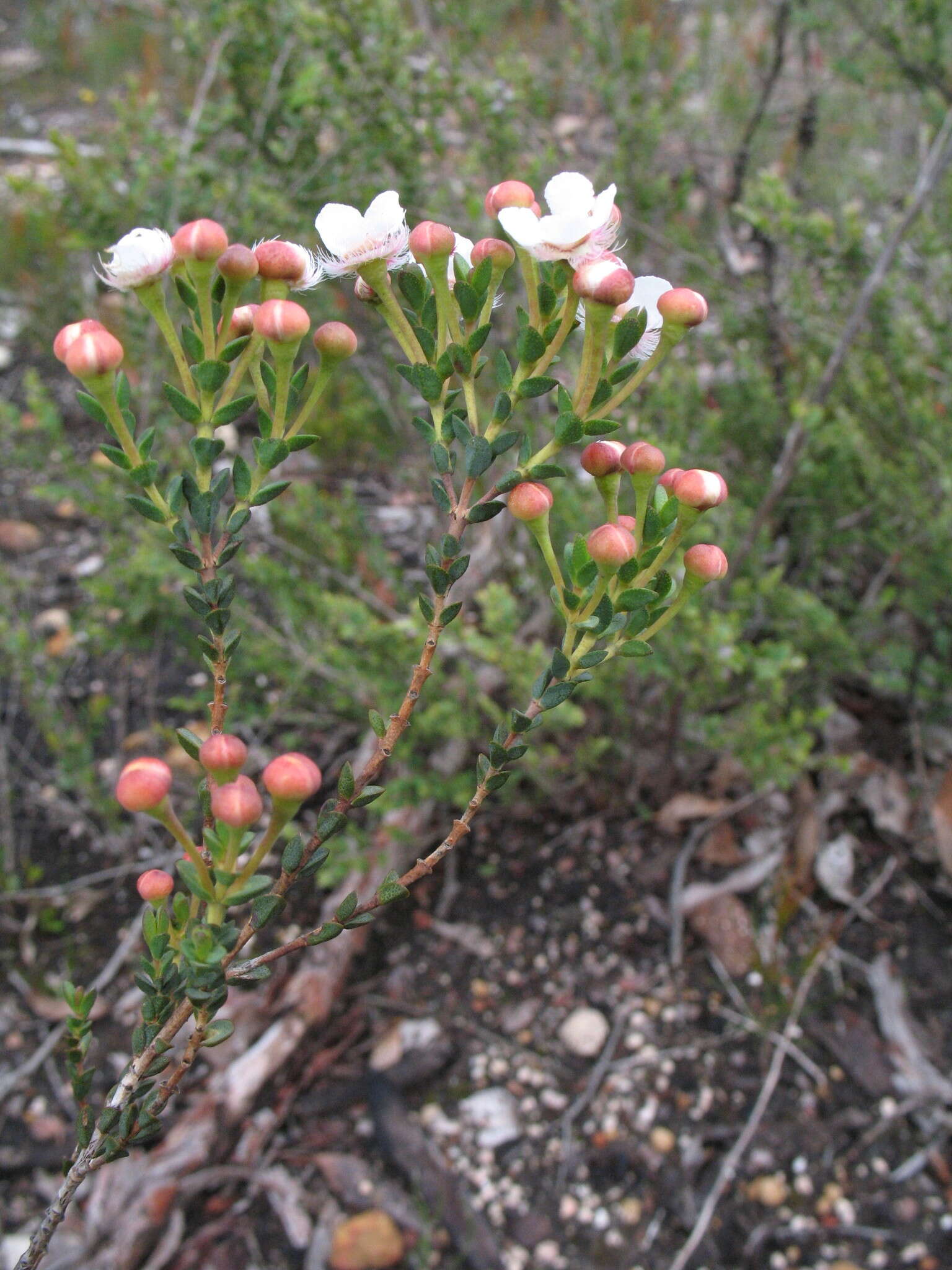 Verticordia habrantha Schau. resmi