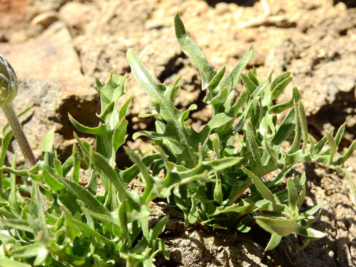 Image of Hypochaeris tenuifolia (Hook. & Arn.) Griseb.