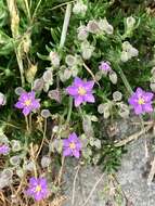 Image of Spergularia rupicola Le Jolis