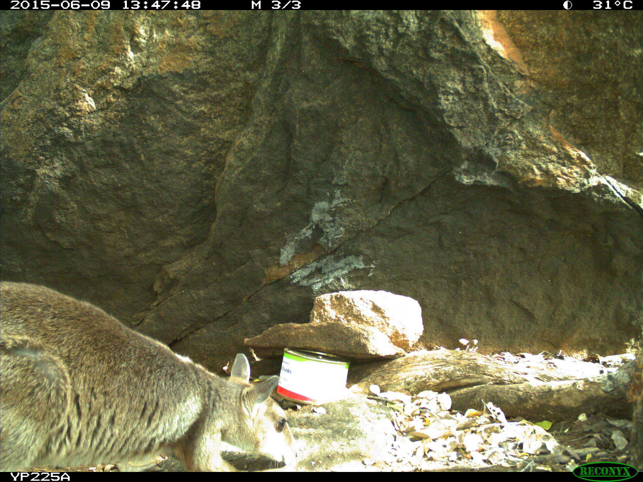 Image of Short-eared Rock Wallaby