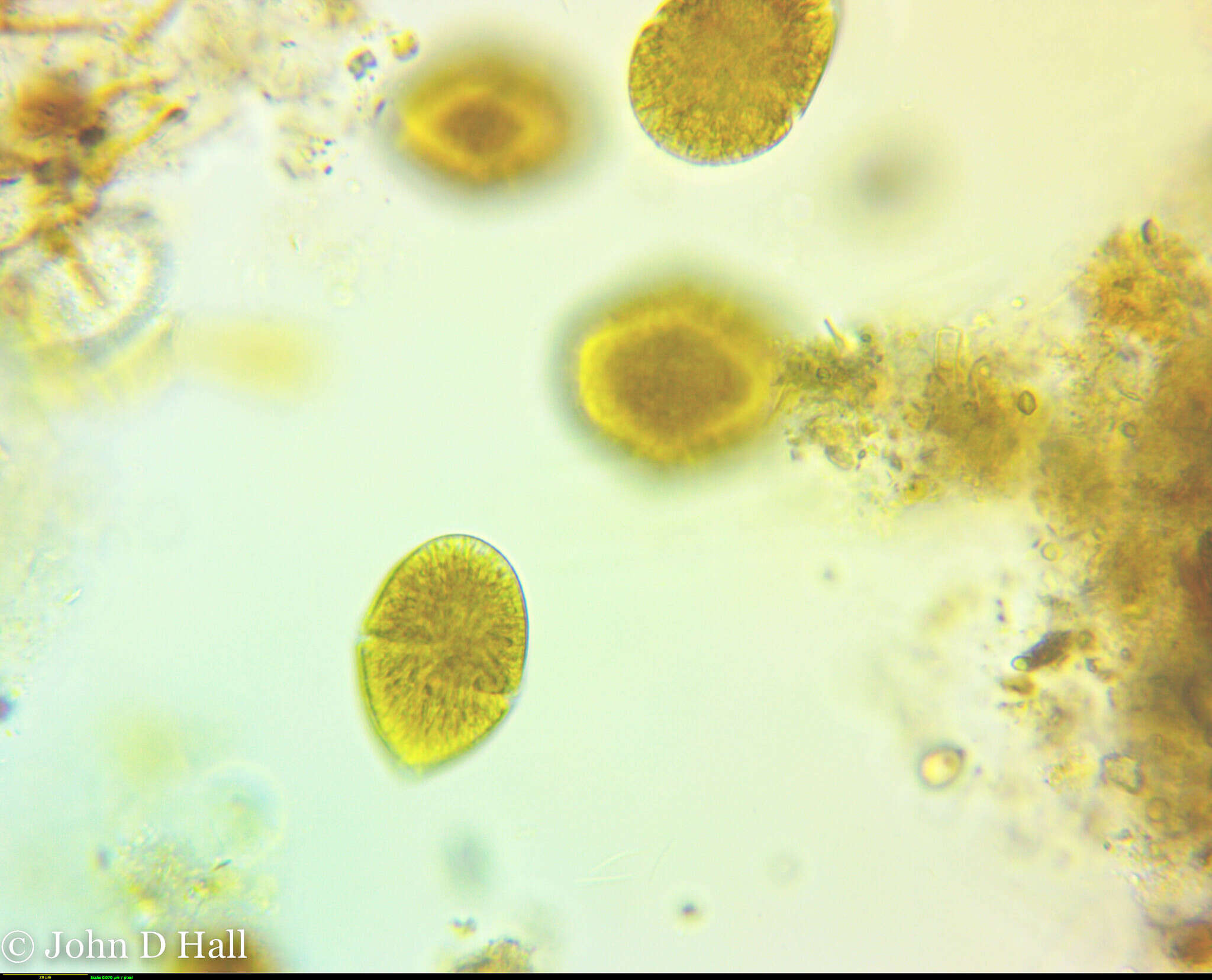 Image of Gymnodinium fuscum