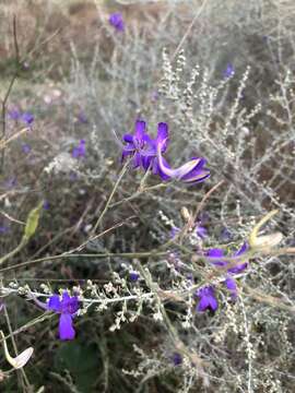 Image of Consolida regalis subsp. divaricata (Ledeb.) Munz