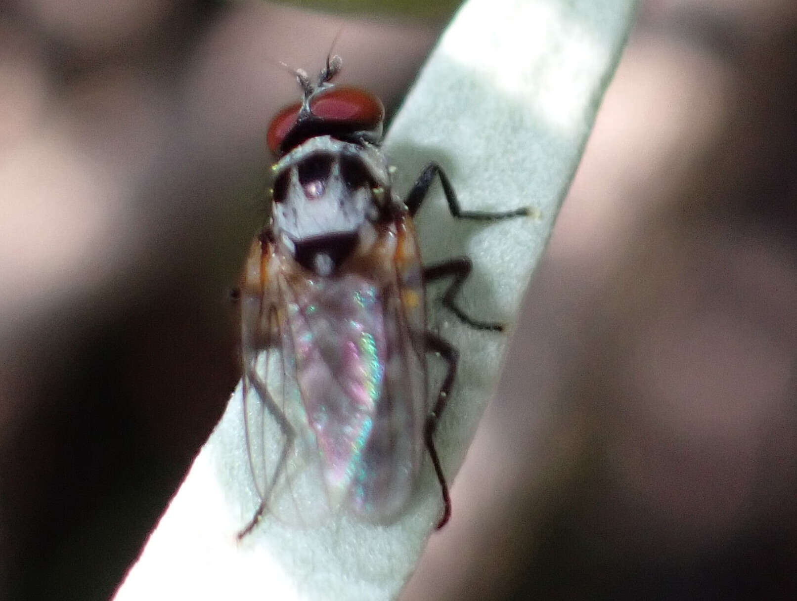 Imagem de Anthomyia quinquemaculata Macquart 1839