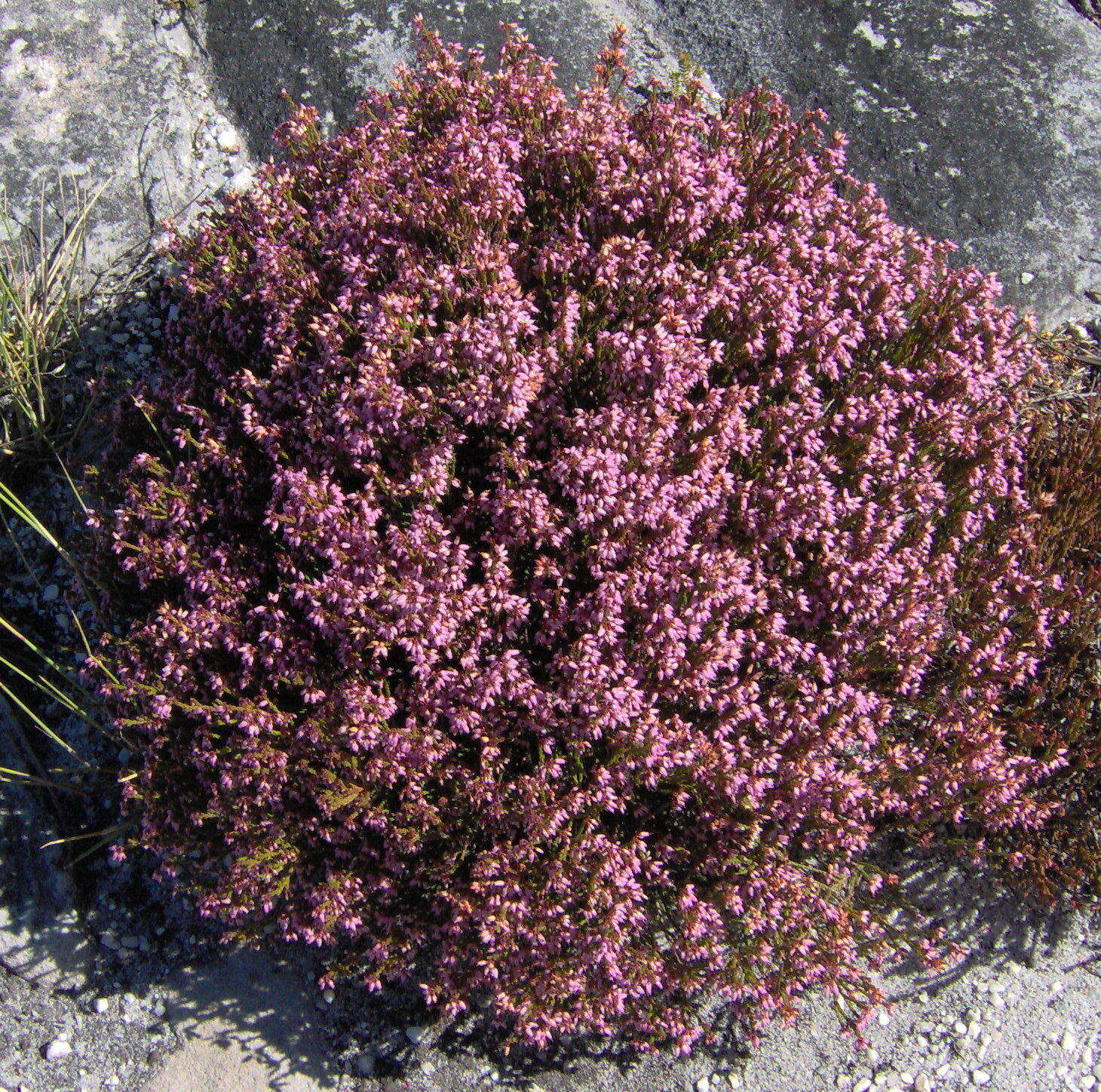 Image of Erica equisetifolia Salisb.