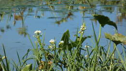 Image of Sagittaria montevidensis subsp. montevidensis