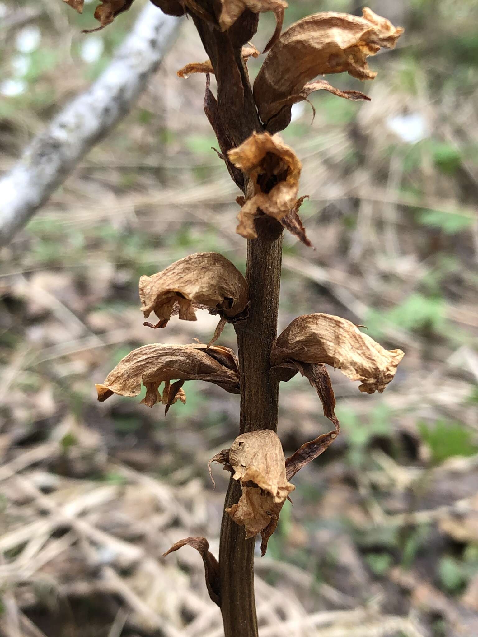 Image de <i>Orobanche krylowii</i> Beck