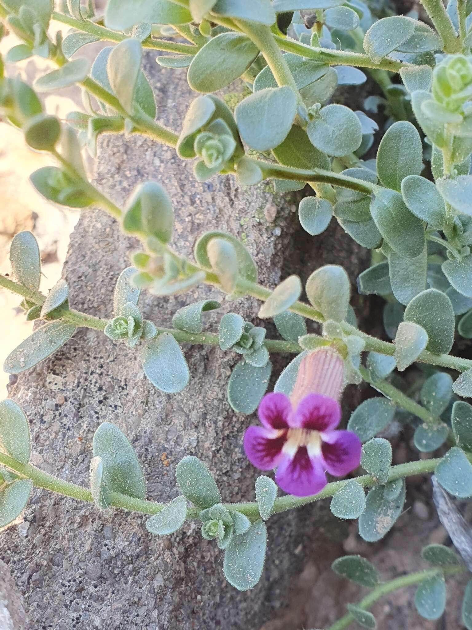 Imagem de Peliostomum virgatum E. Mey. ex Benth.