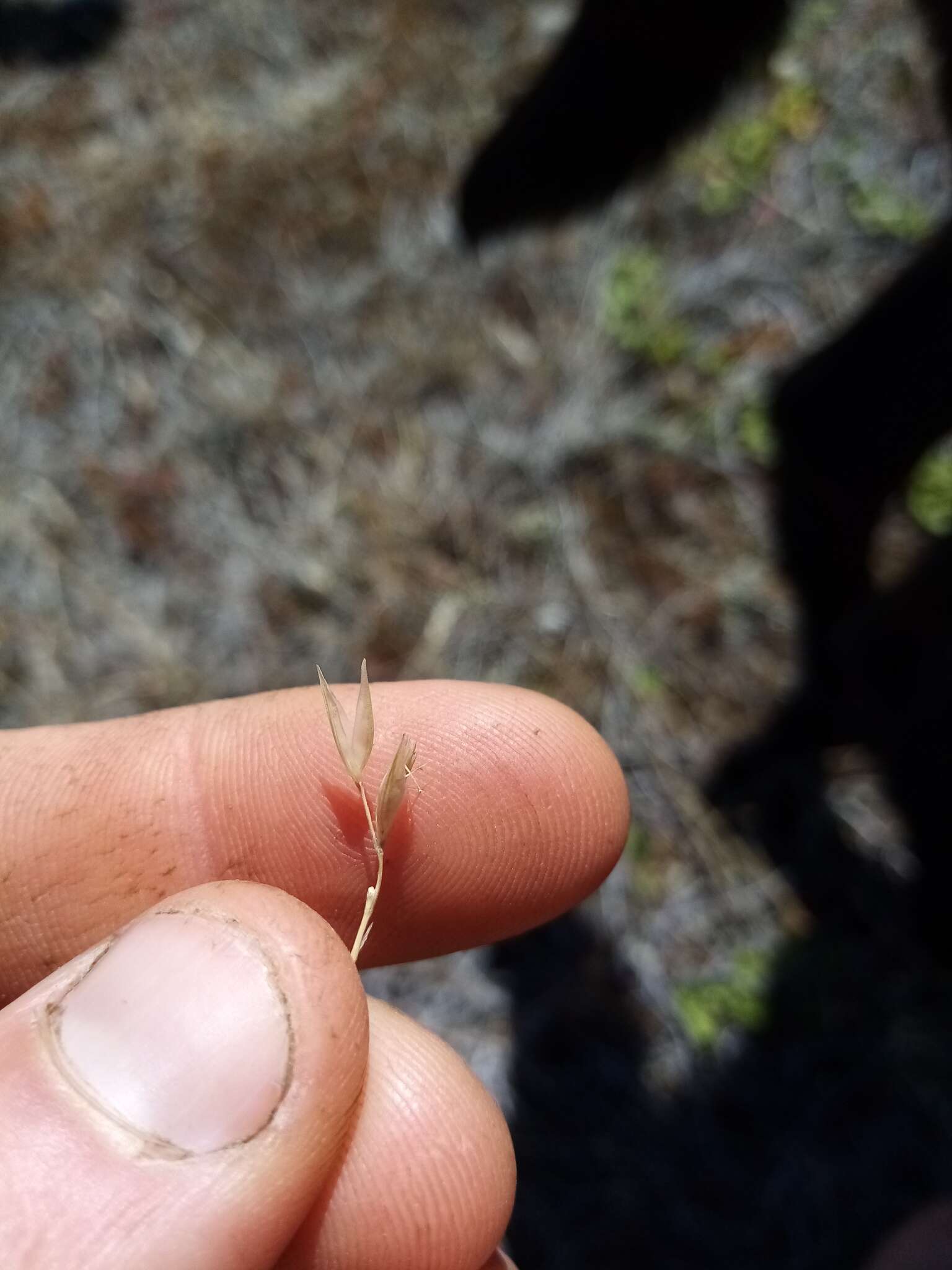 Image of Rytidosperma maculatum (Zotov) Connor & Edgar