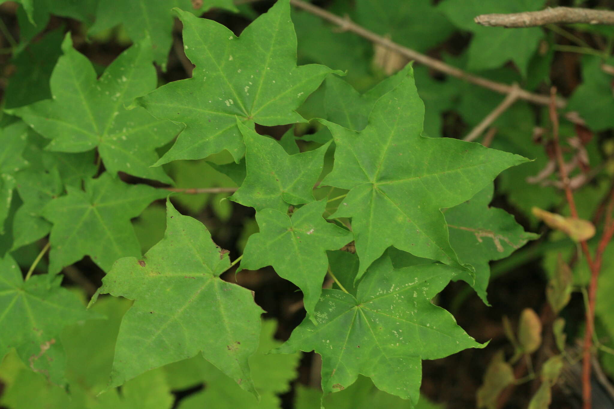 Image of Acer pictum subsp. mayrii (Schwer.) H. Ohashi