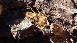 Image of Striped Bark Scorpion