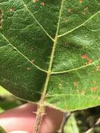 Image of velvetleaf ticktrefoil