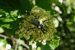 Image of Dicronocephalus adamsi Pascoe 1863