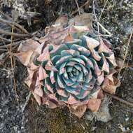 Image of Echeveria subalpina Rose & Purpus