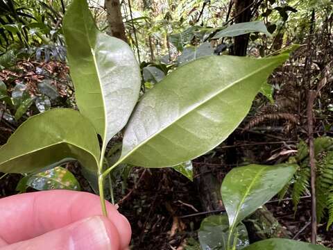 Image of Melicope hayesii T. G. Hartley