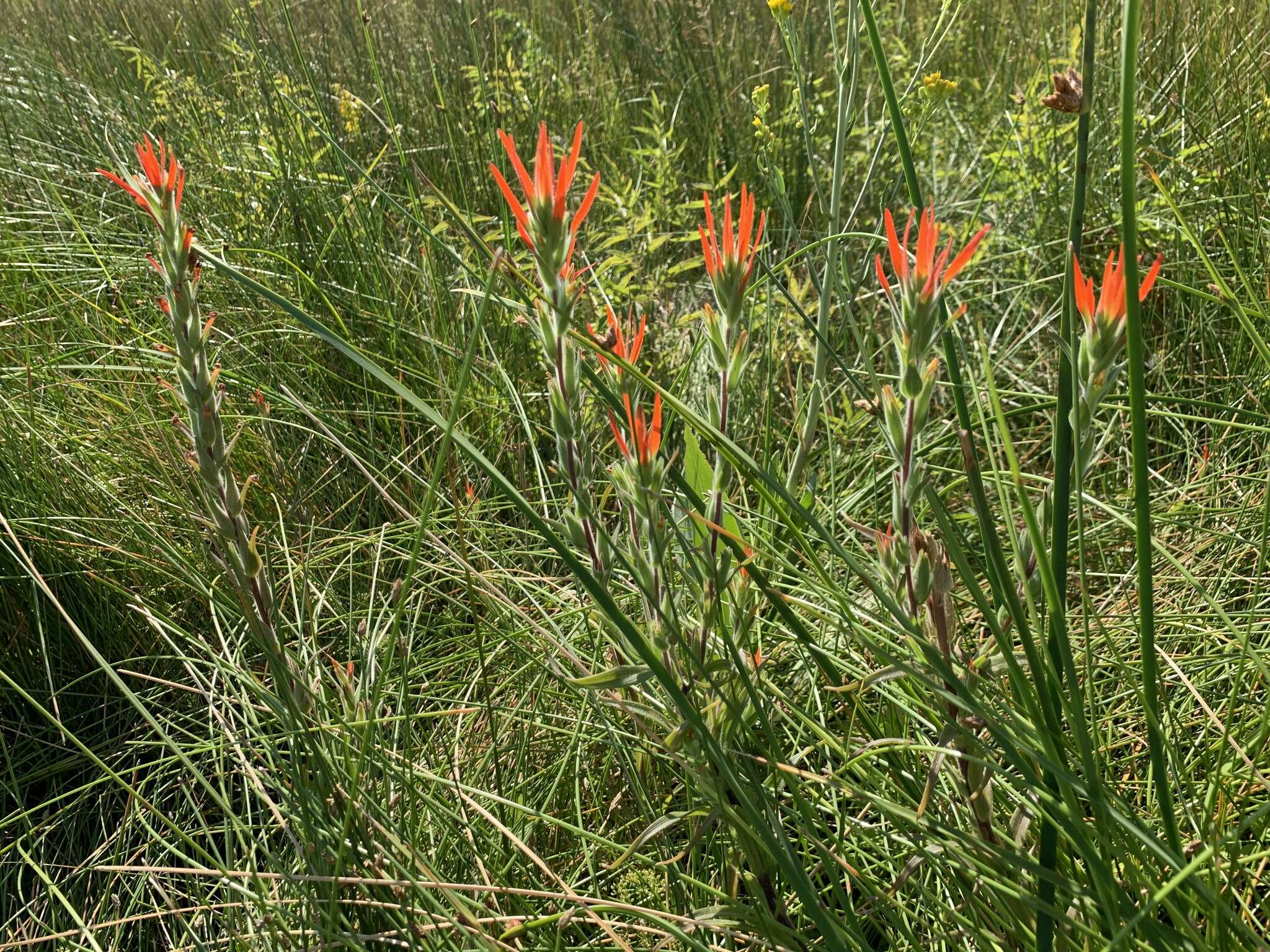 Image of Castilleja minor var. exilis (A. Nelson) J. M. Egger