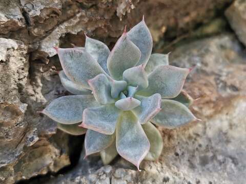 Image of Echeveria cuspidata Rose ex Britton & Rose