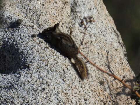 Image of California Chipmunk