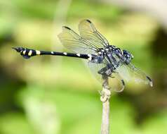 صورة Ictinogomphus pertinax (Hagen ex Selys 1854)