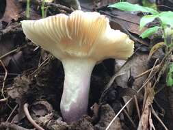 Image of Russula amoenicolor Romagn. 1962