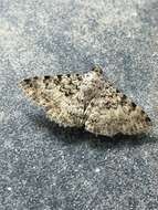 Image of Monkeypod moth