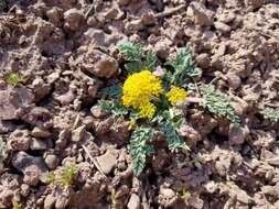 Plancia ëd Aulospermum longipes (S. Wats.) Coult. & Rose