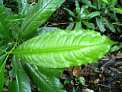 Imagem de Vochysia guatemalensis J. D. Smith