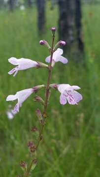 Image of Godfrey's False Dragonhead