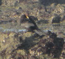 Image of Phalacrocorax carbo novaehollandiae Stephens 1826