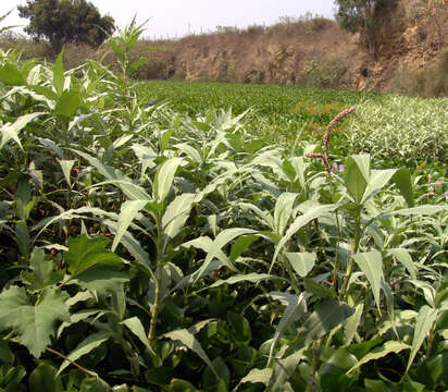 Image of Persicaria lapathifolia var. lanigera (R. Br.) Chantar. & Tubtimtong