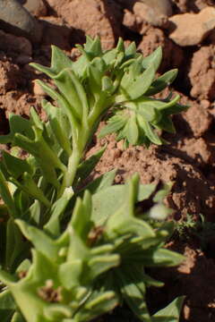 Image of henbane