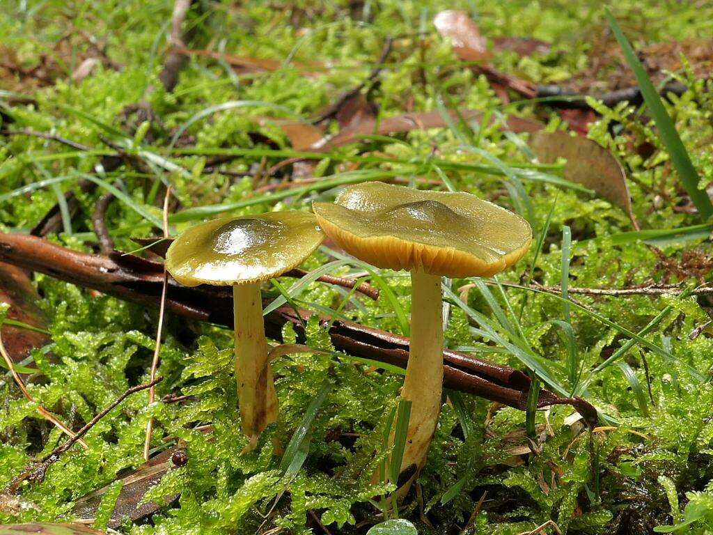 Sivun Cortinarius austrovenetus Cleland 1928 kuva