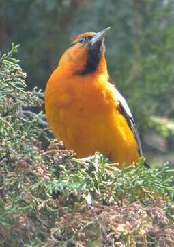 Image of Bullock's Oriole