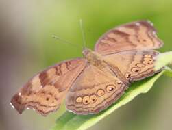 Image of Junonia hedonia Linnaeus 1764